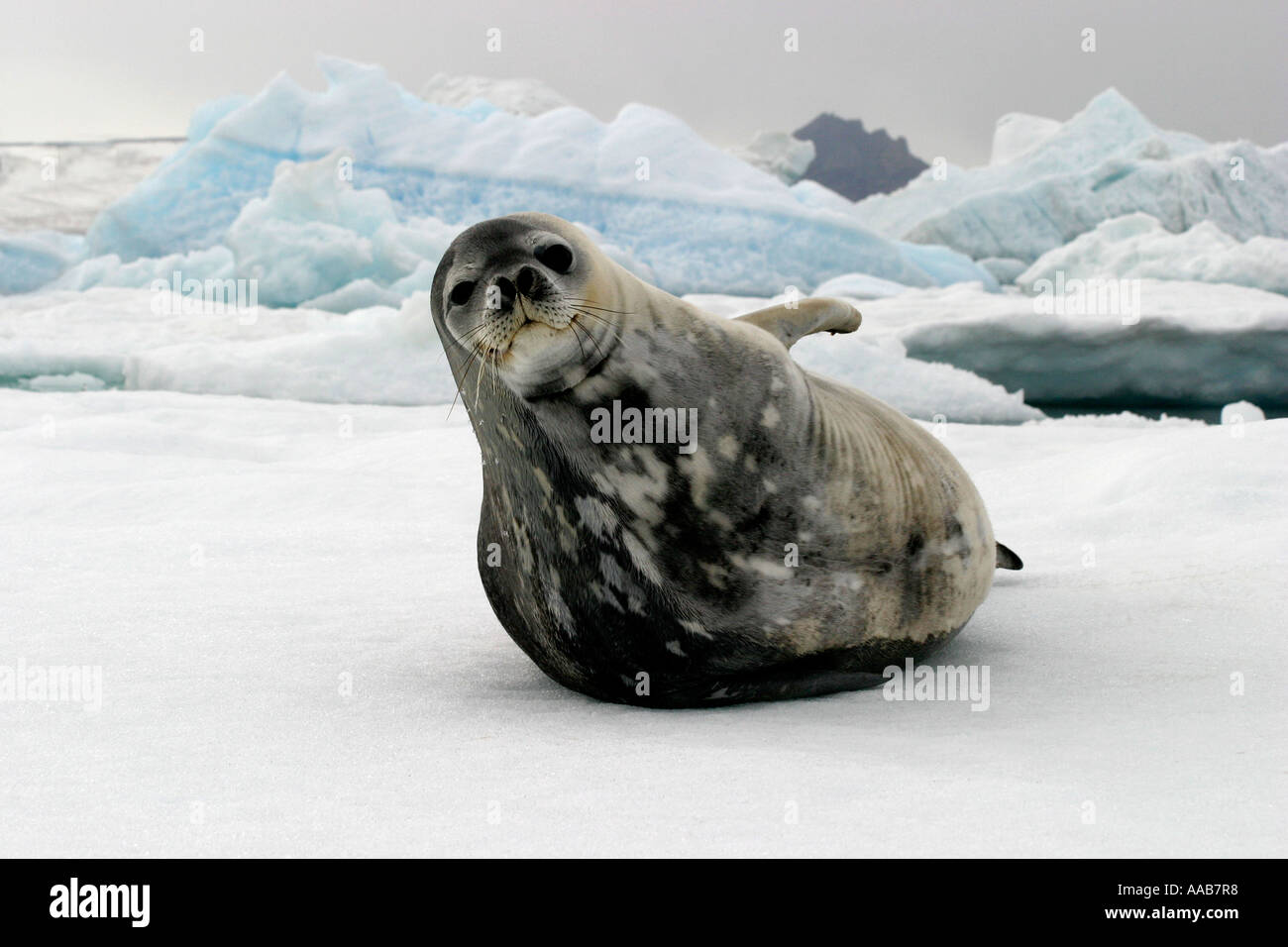 Weddell Seal Leptonychotes Weddelli relaxing In Antarctica Stock Photo weddell-seal-leptonychotes-weddelli-relaxing-in-antarctica-stock-photo