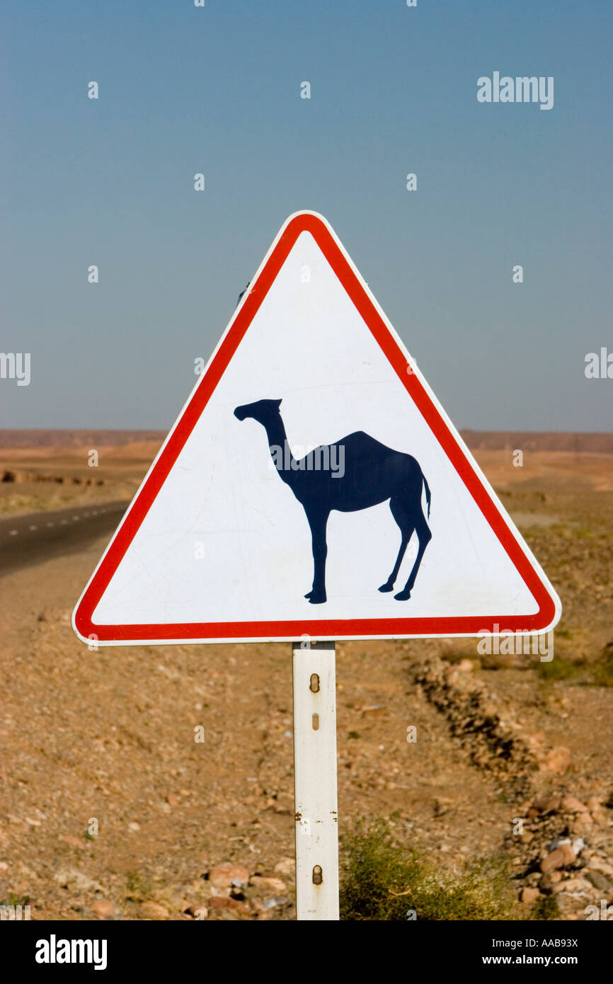 Camel crossing triangular warning highway sign desert Morocco Stock ...