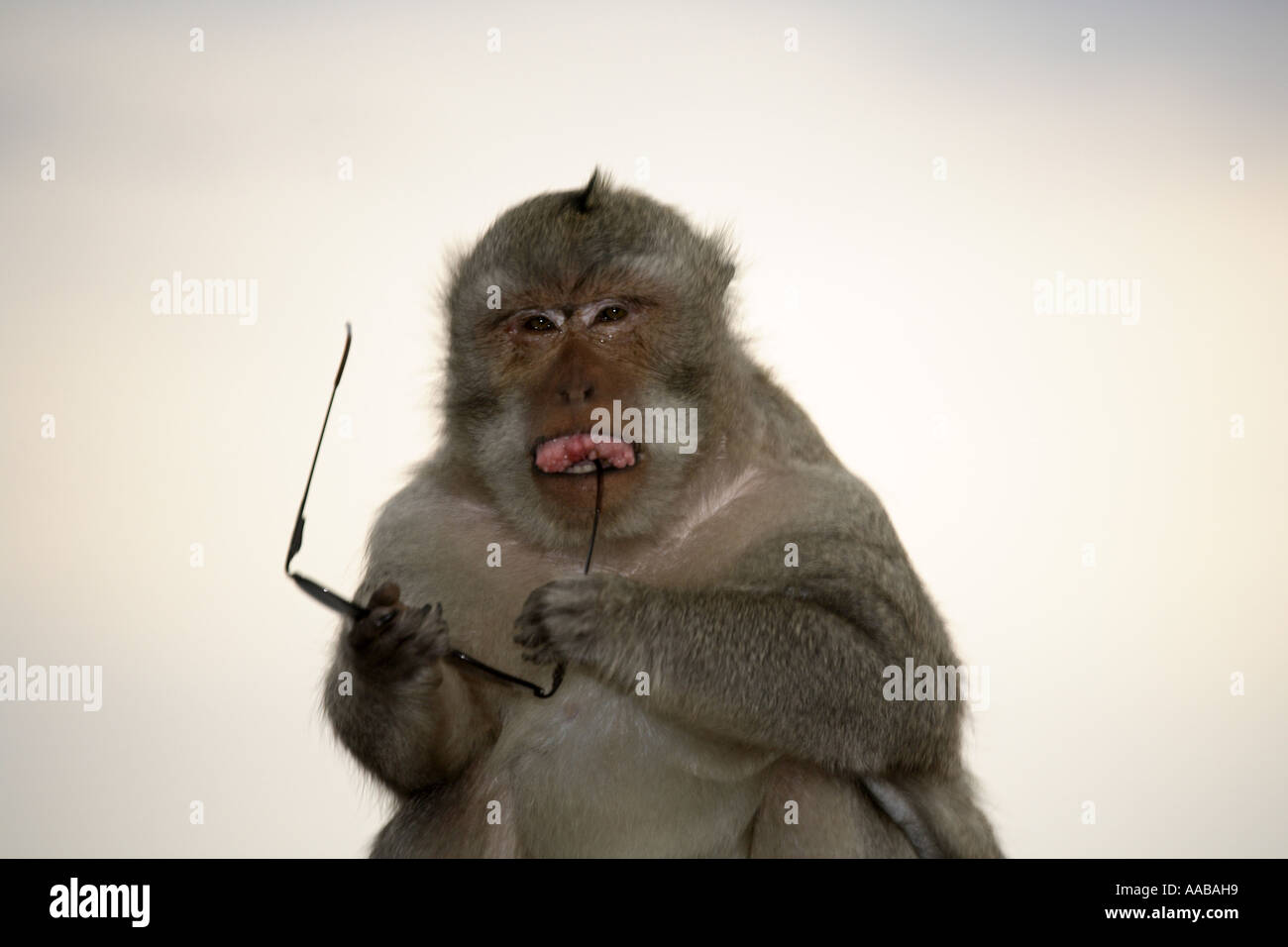 Monkey with sunglasses hires stock photography and images Alamy