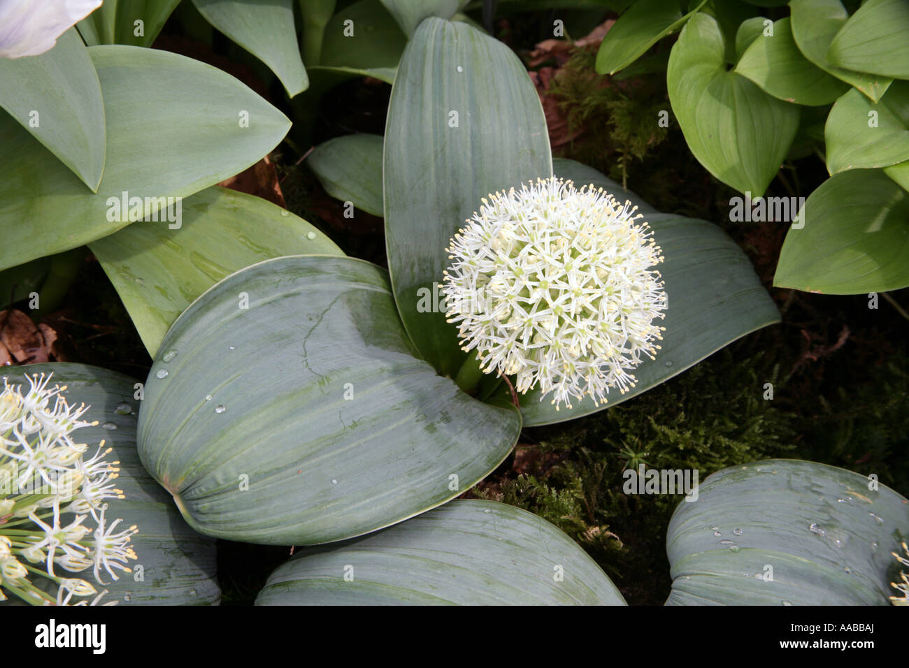Allium Ivory Queen spring flowering bulb Stock Photo