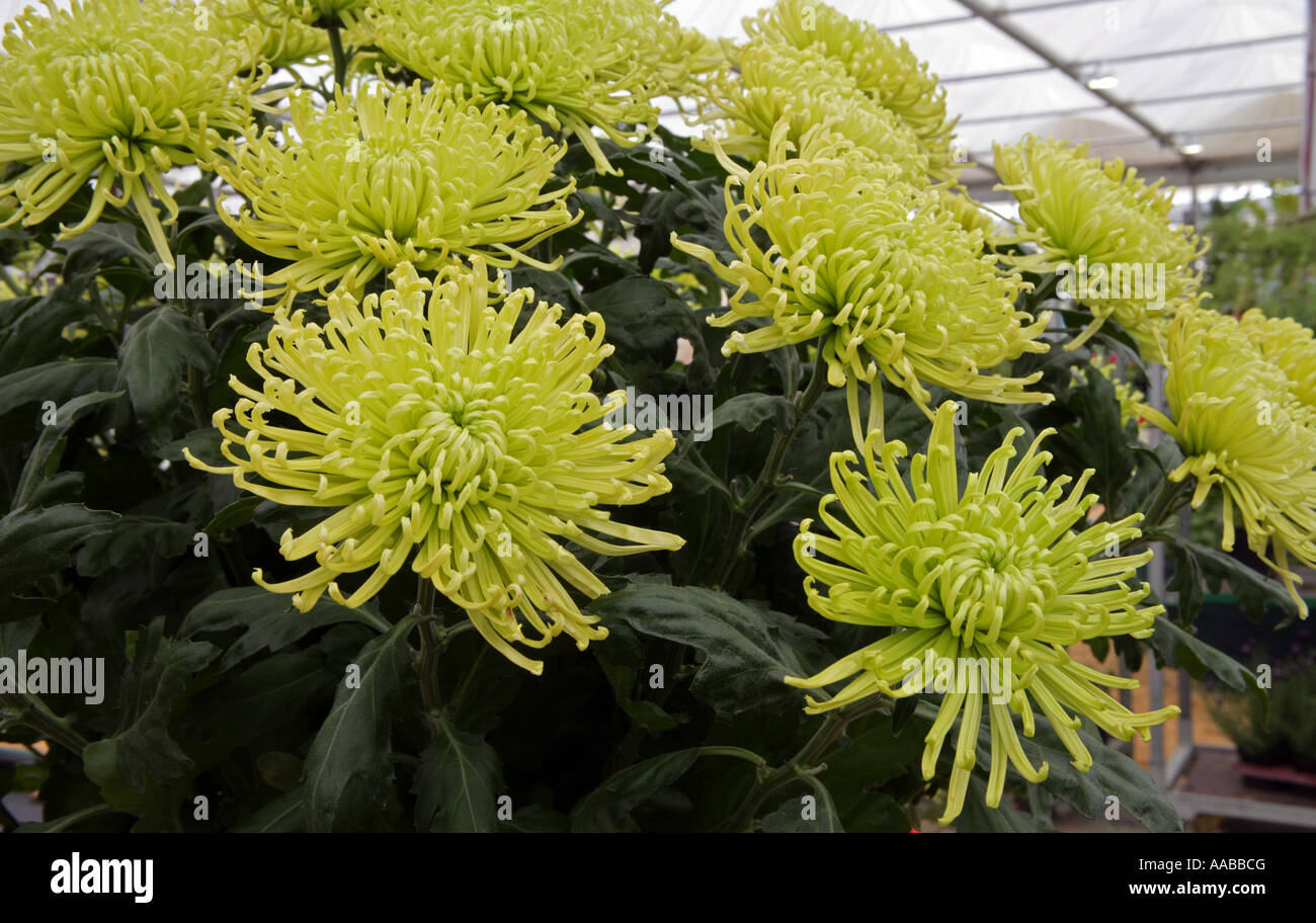Chrysanthemum Anastasia grown by Oska Copperfield Leicestershire grower
