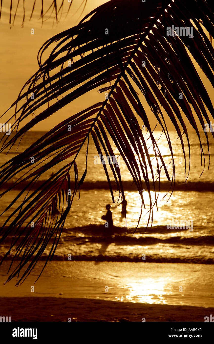 Sunset palm on Kuta beach, Bali, Indonesia Stock Photo - Alamy