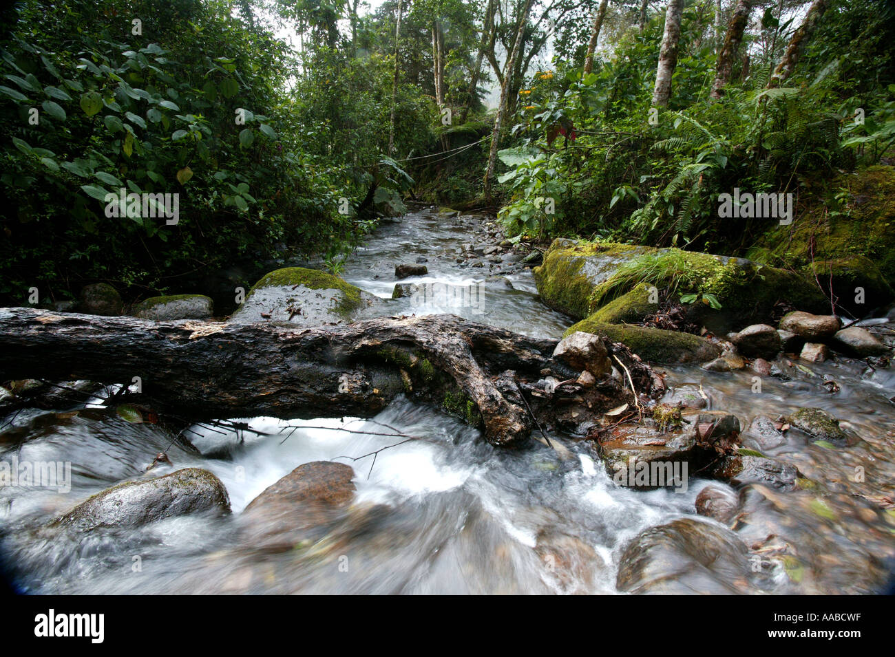 River stream in La Amistad national park, Chiriqui province, Republic ...