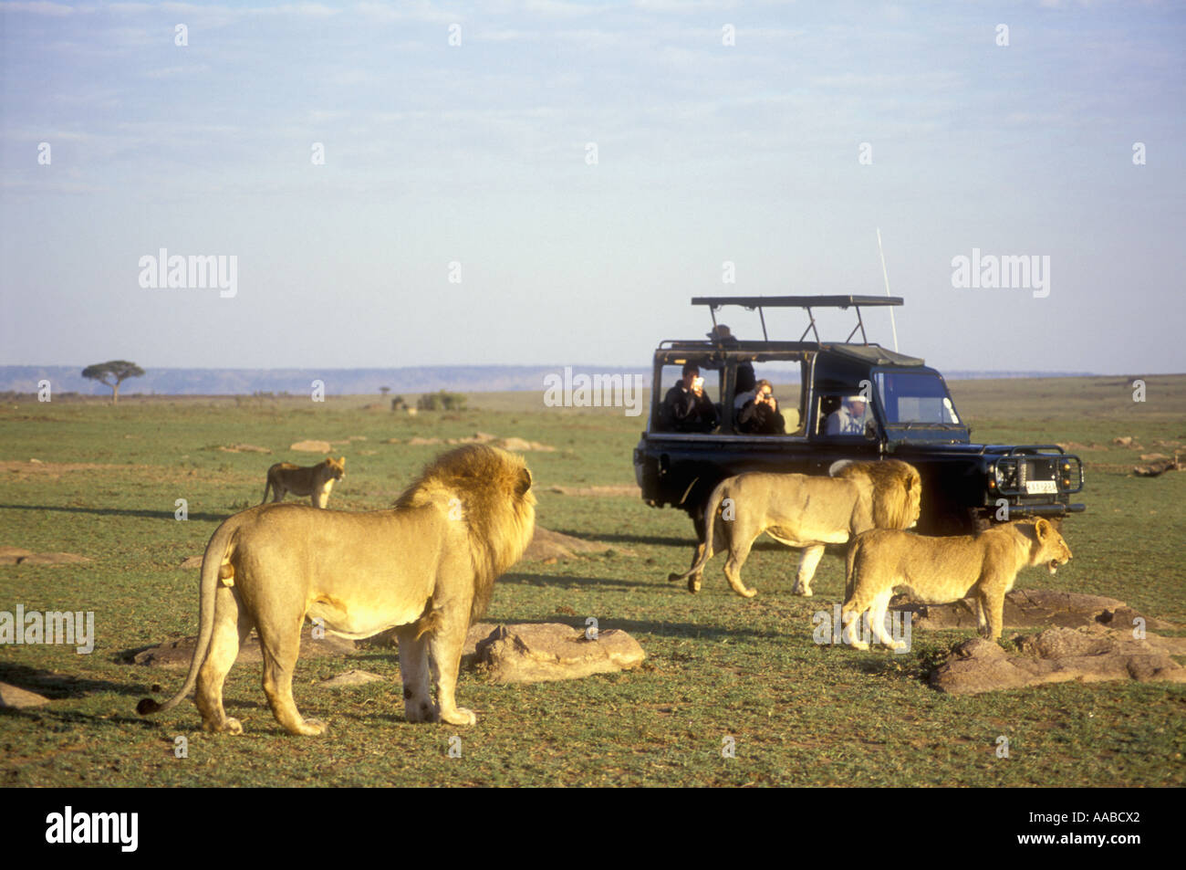 Mara lions hi-res stock photography and images - Alamy
