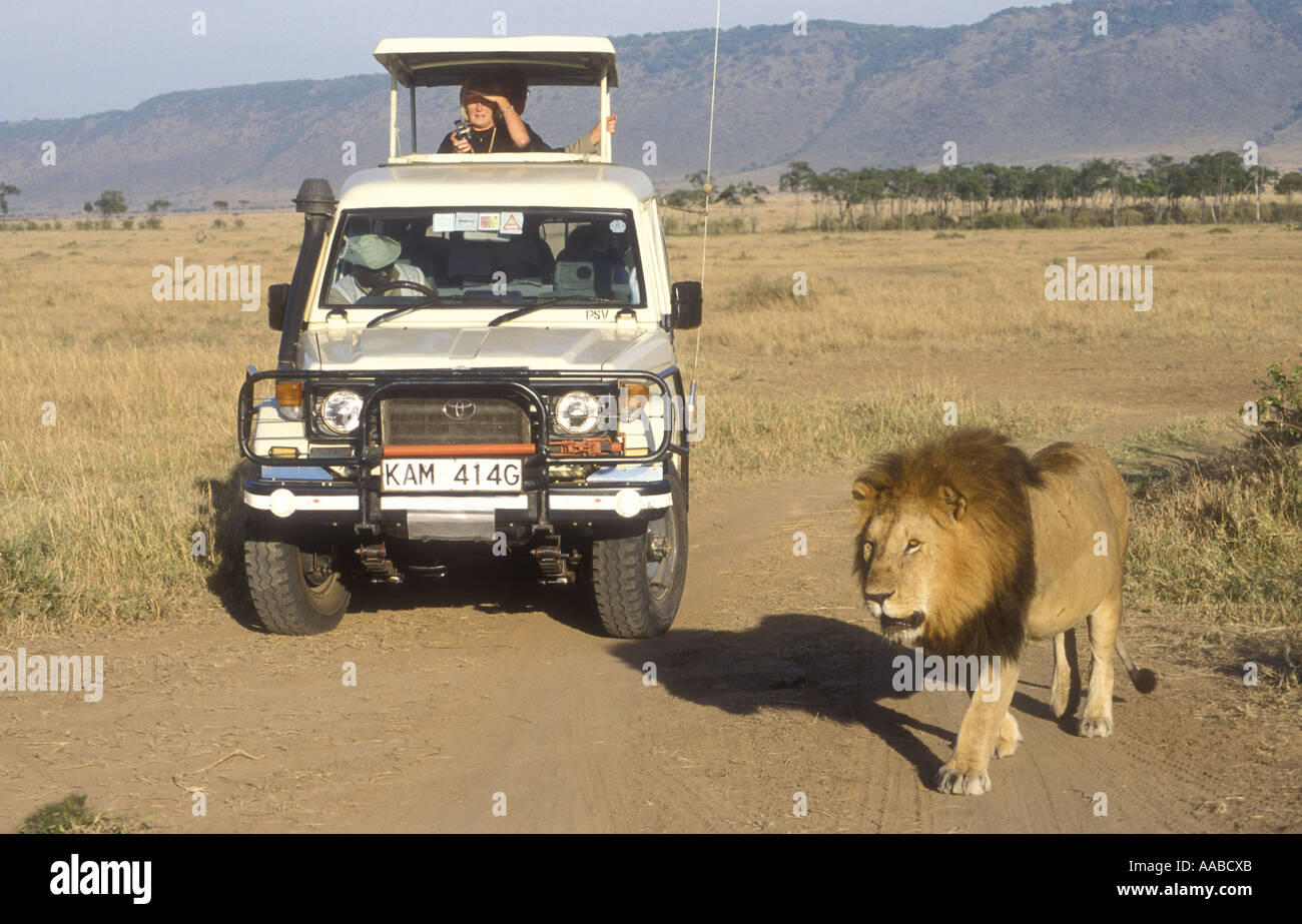 Open topped Toyota Landcruiser close to male lion Masai Mara National