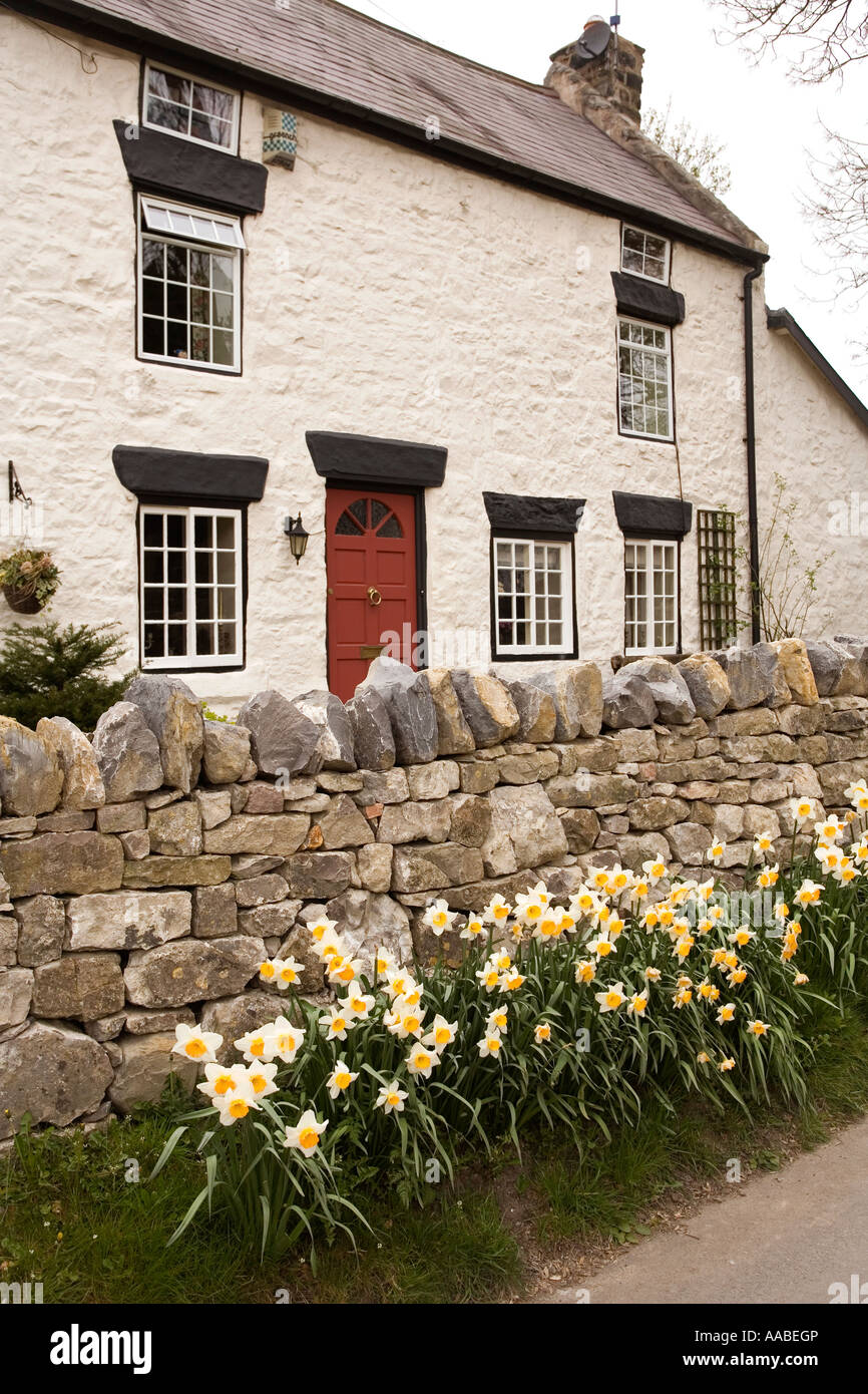 UK Wales Clwyd Llanarmon yn Lal whitewashed village cottage in springtime Stock Photo