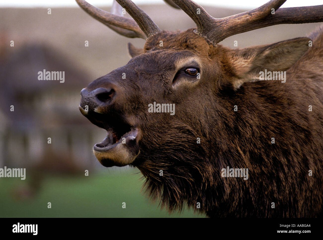 ME68 CLOSE UP OF BUGLING ELK Stock Photo Alamy