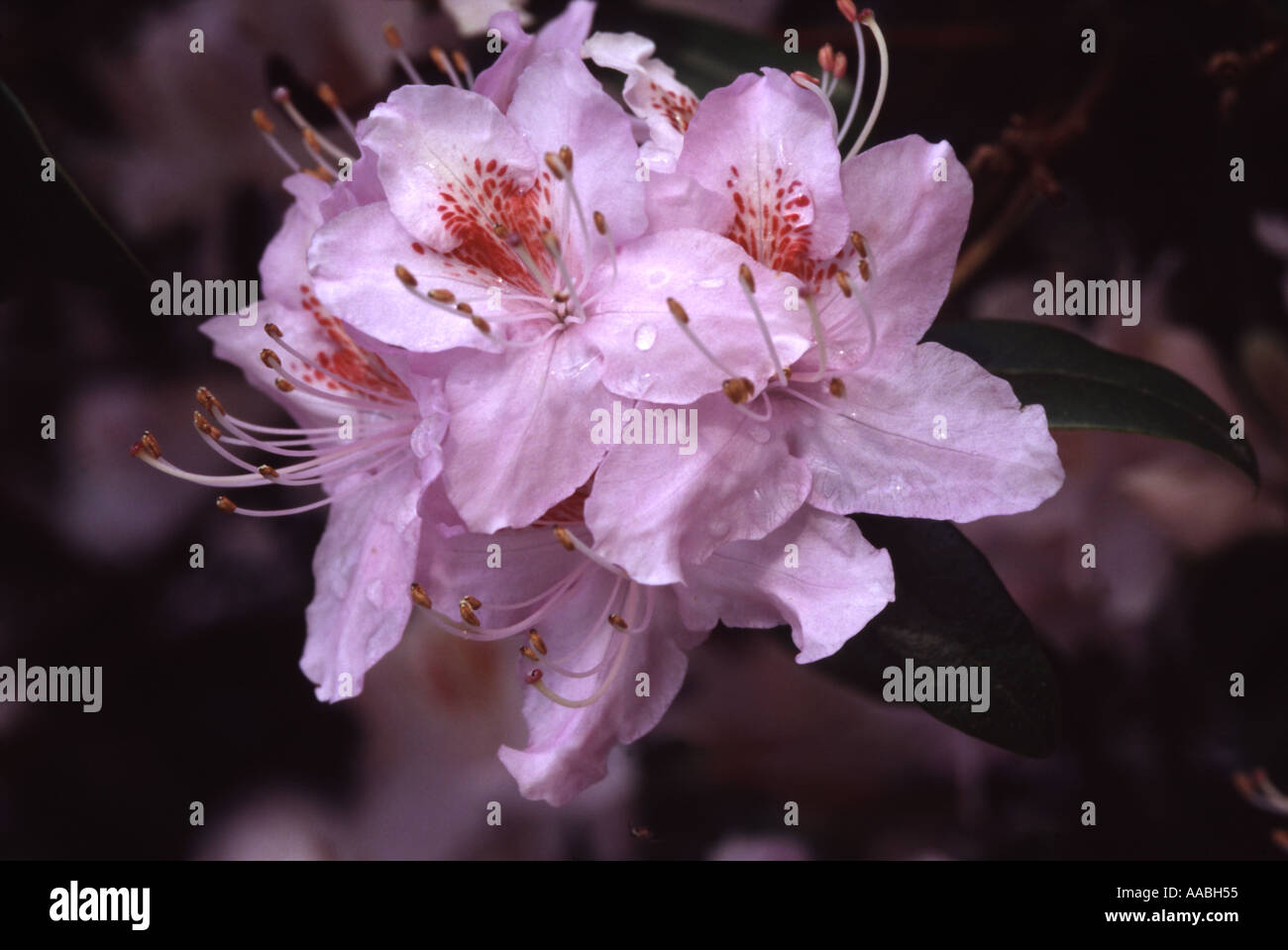 Rhododendron davidsonianum Stock Photo