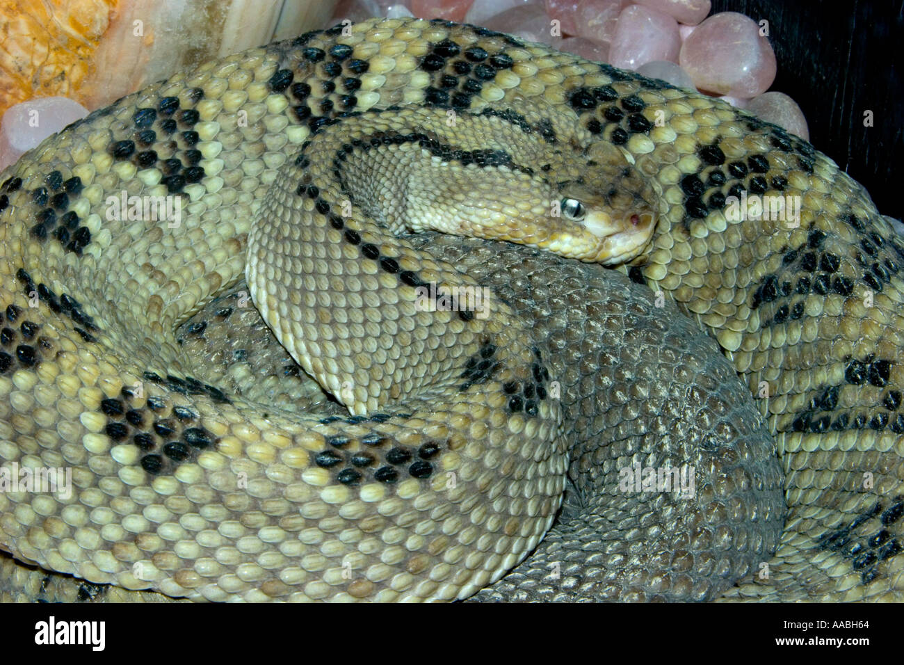 RS-197D LOWLAND SWAMP VIPER Stock Photo