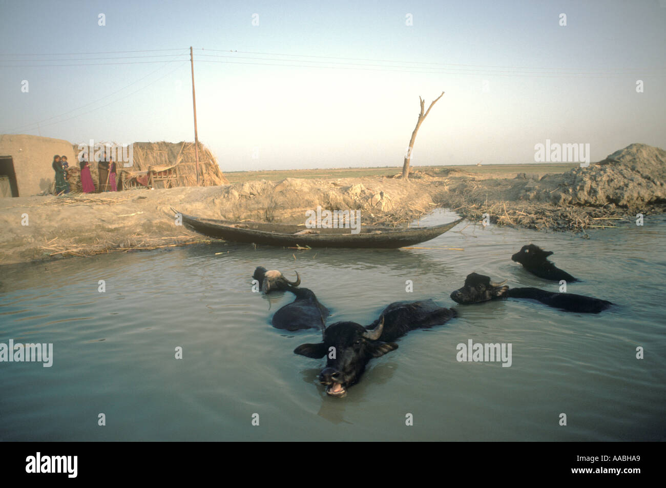 Marsh Arabs Iraq 1980s. Water buffalo swimming Mesopotamian Marshes adobe house  and family on river bank Nr Basra Southern Iraq. 1984 HOMER SYKES Stock Photo