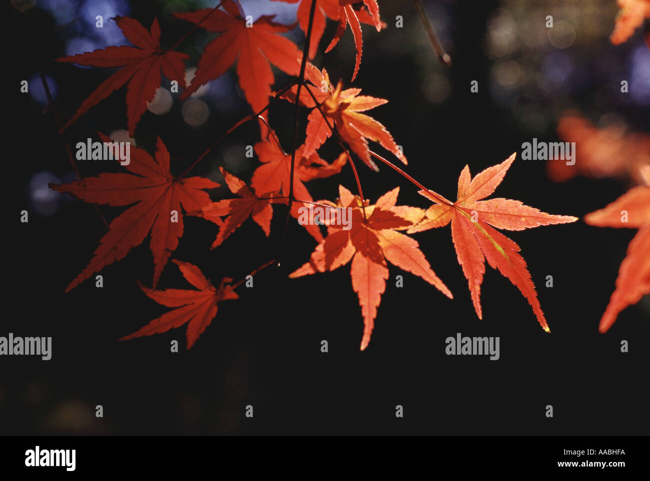 Acer leaves burnt hires stock photography and images Alamy