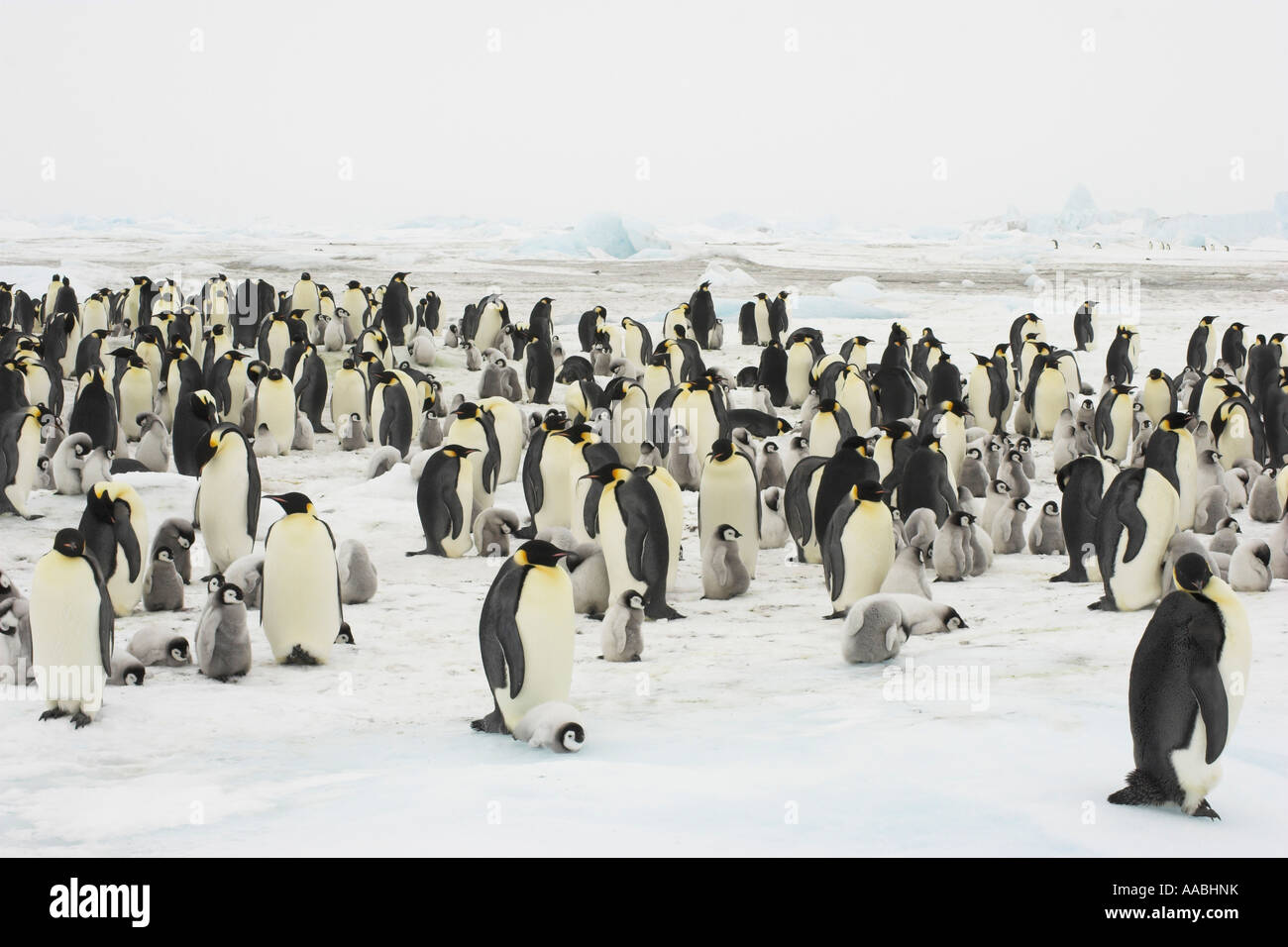 Emperor penguin breeding colony hi-res stock photography and images - Alamy