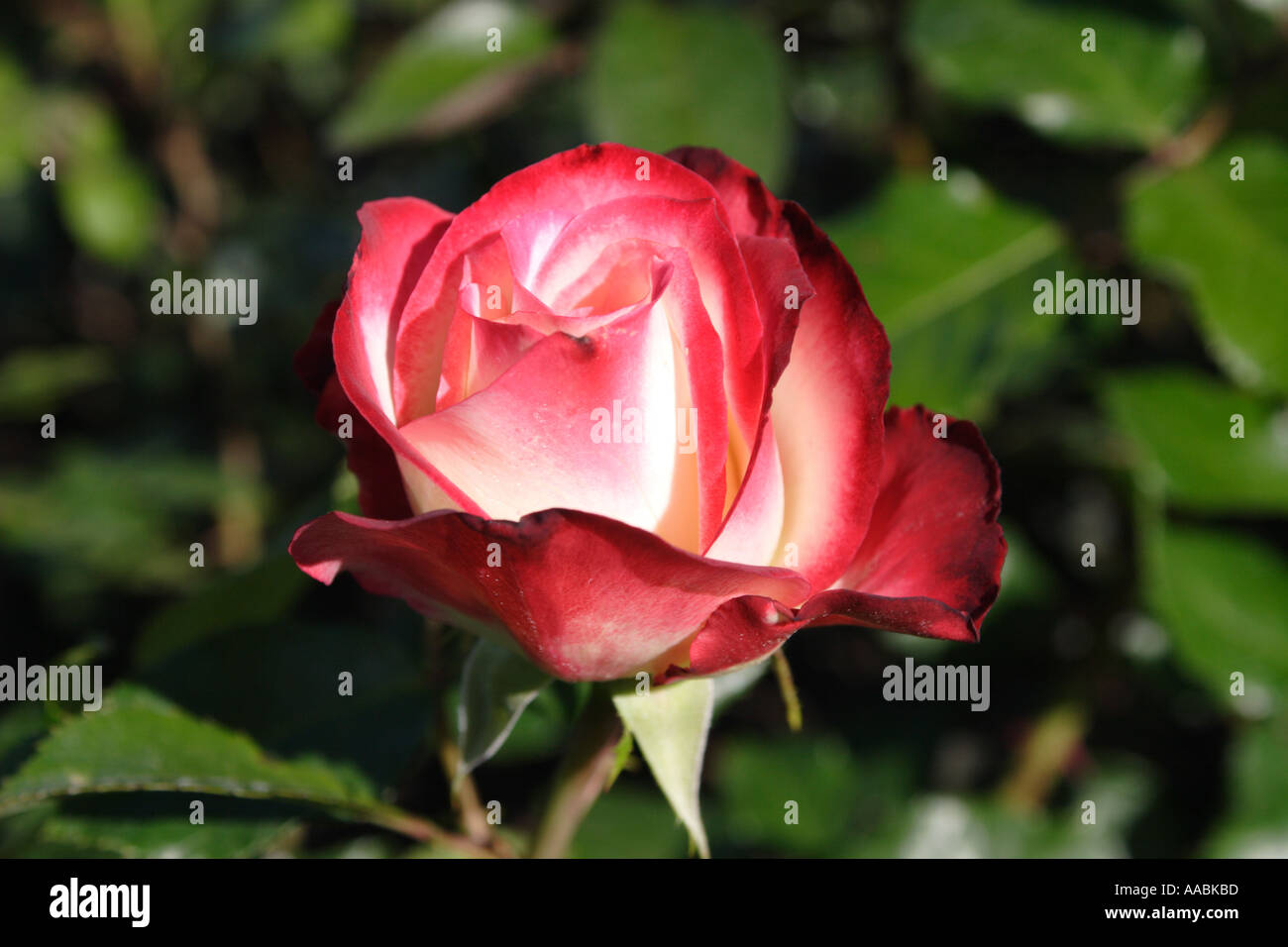 Cherry Parfait Rose Stock Photo - Alamy