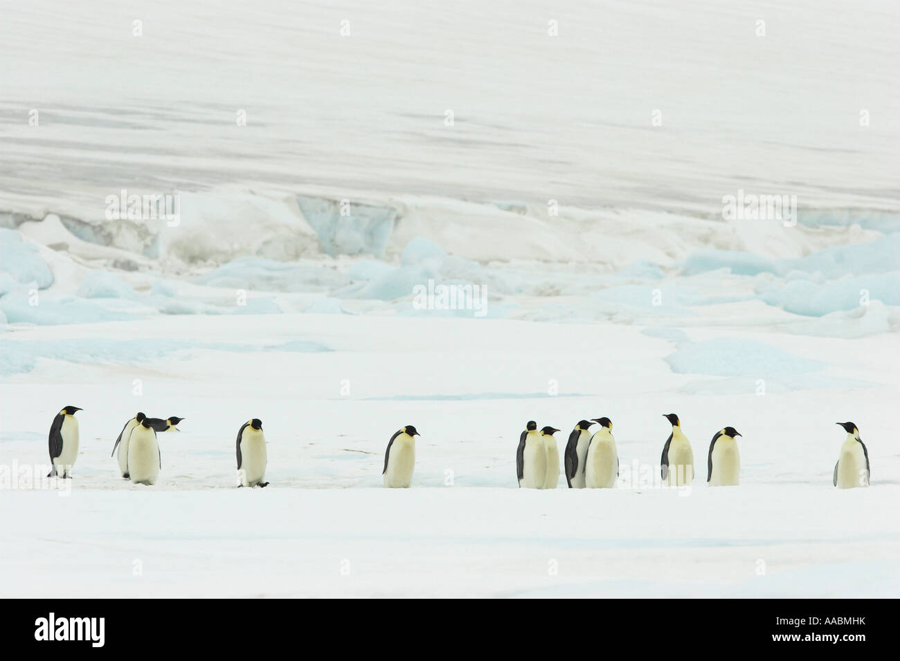 Emperor penguin Aptenodytes forsteri Snow Hill Island Erebus and Terror Gulf Antarctic Peninsula Antarctica Stock Photo