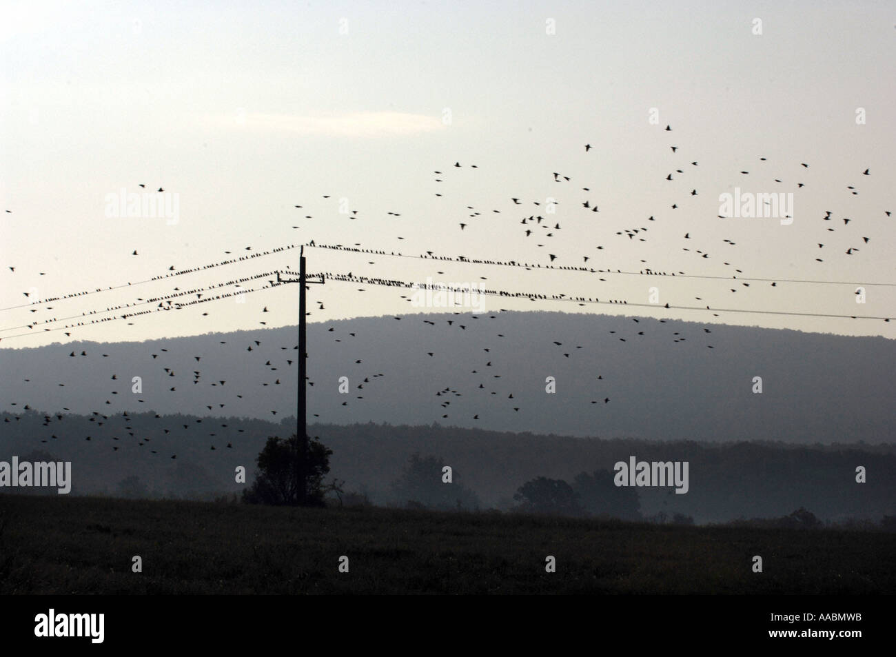 flocking birds on a power supply line Stock Photo