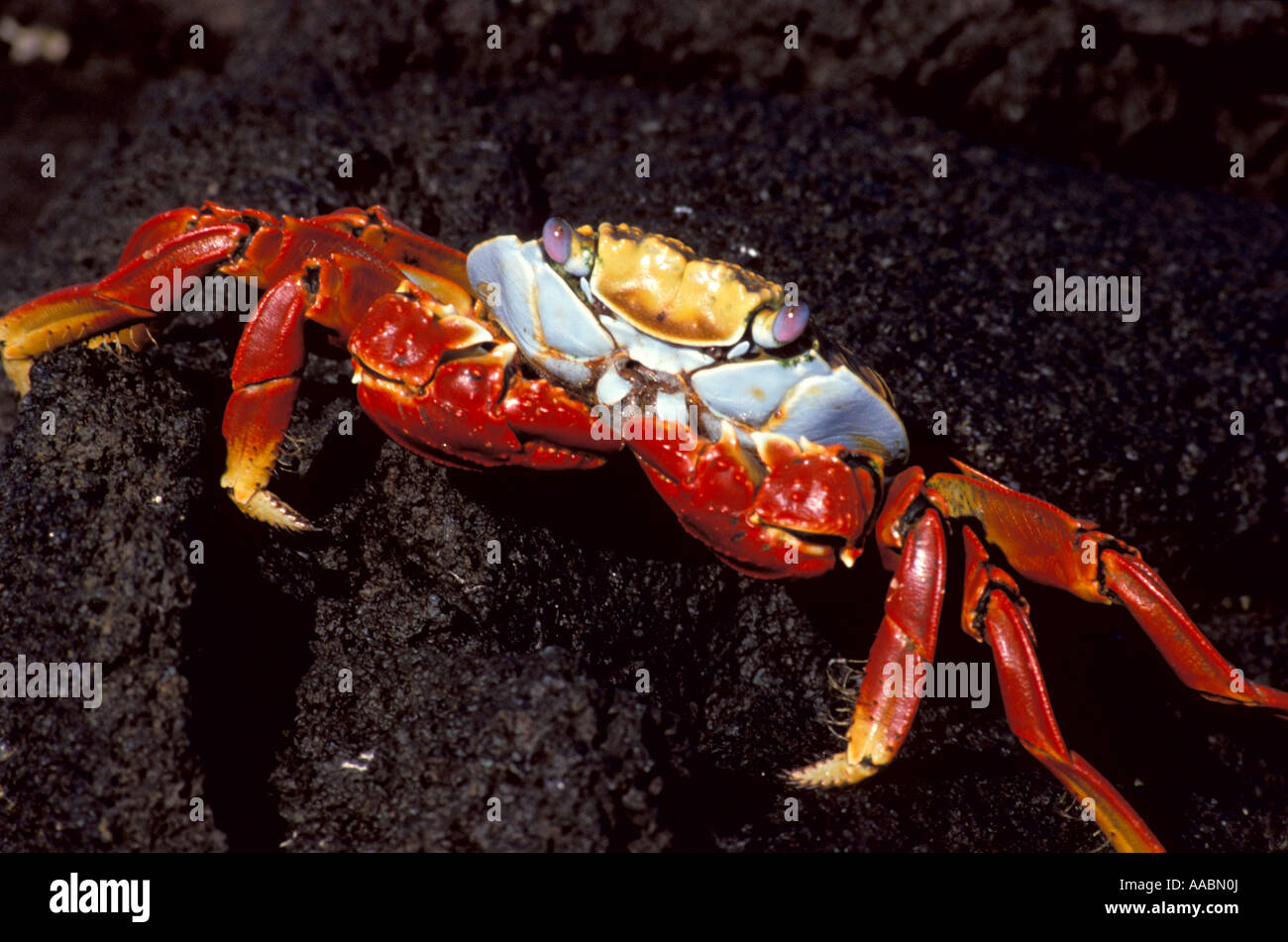Sally Lightfoot Crab Grapsus sp Galapagos pair Stock Photo