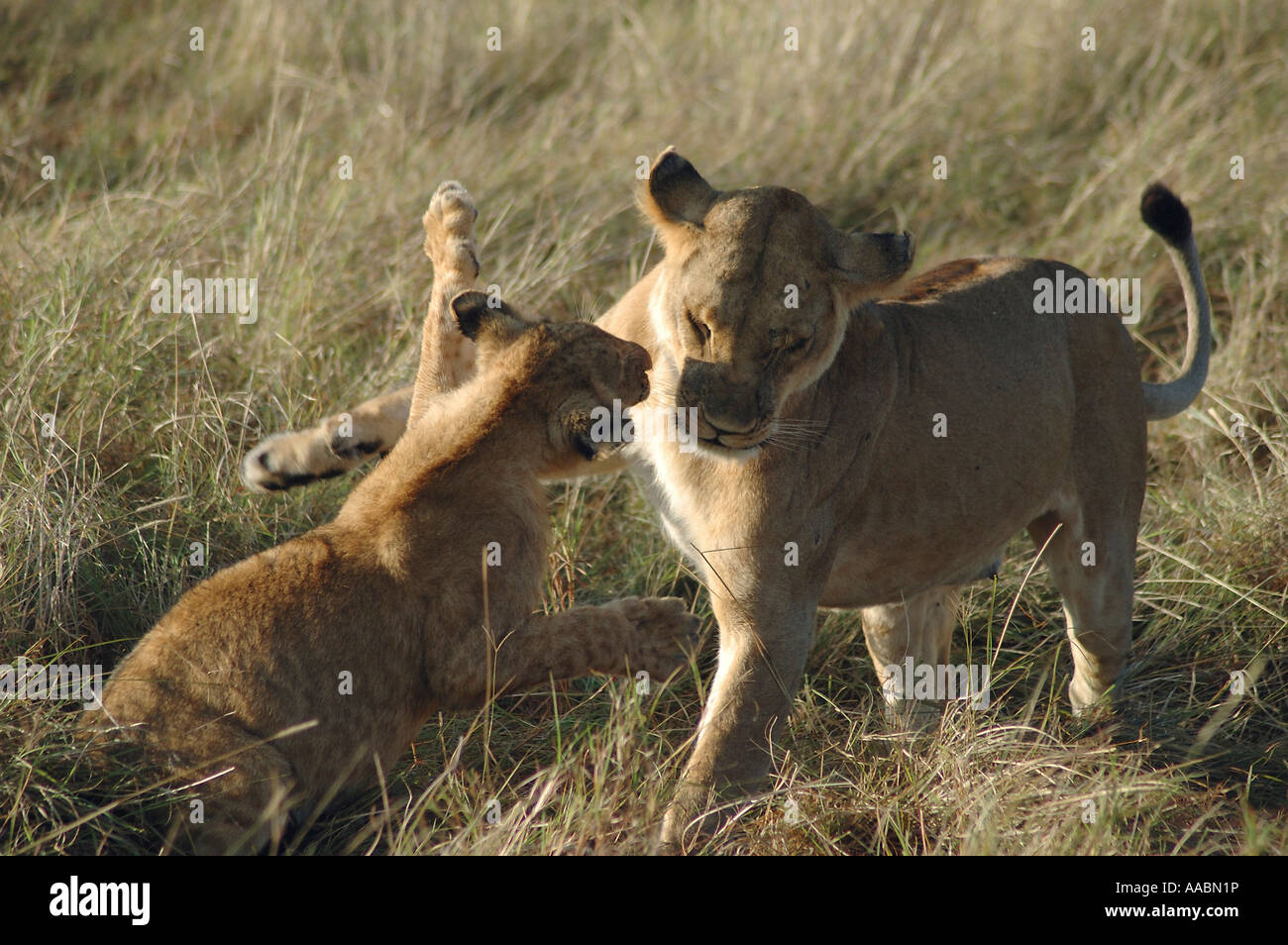 Lion Panthera Leo Masai Mara Kenya Africa Stock Photo - Alamy