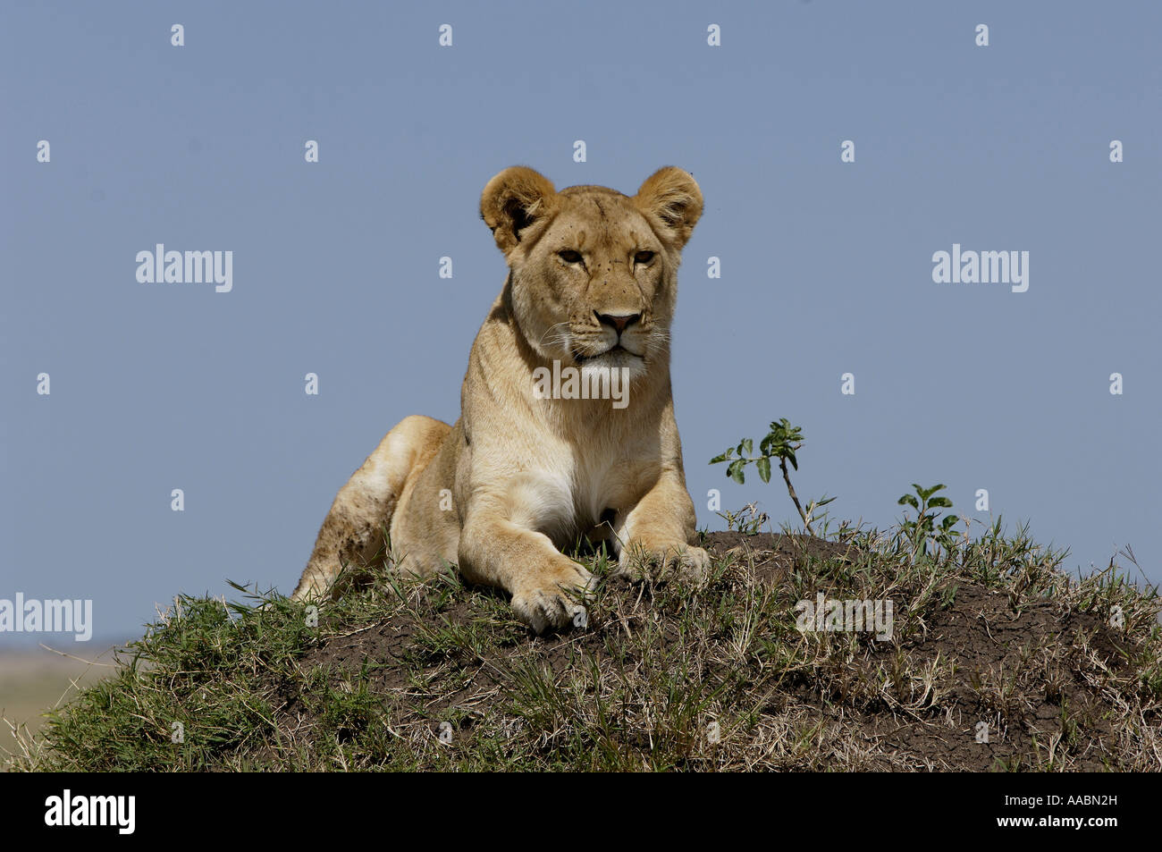 Lion Panthera Leo Masai Mara Kenya Africa Stock Photo - Alamy