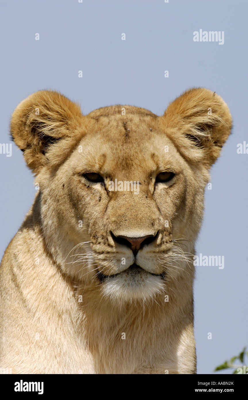 Lion Panthera Leo Masai Mara Kenya Stock Photo - Alamy