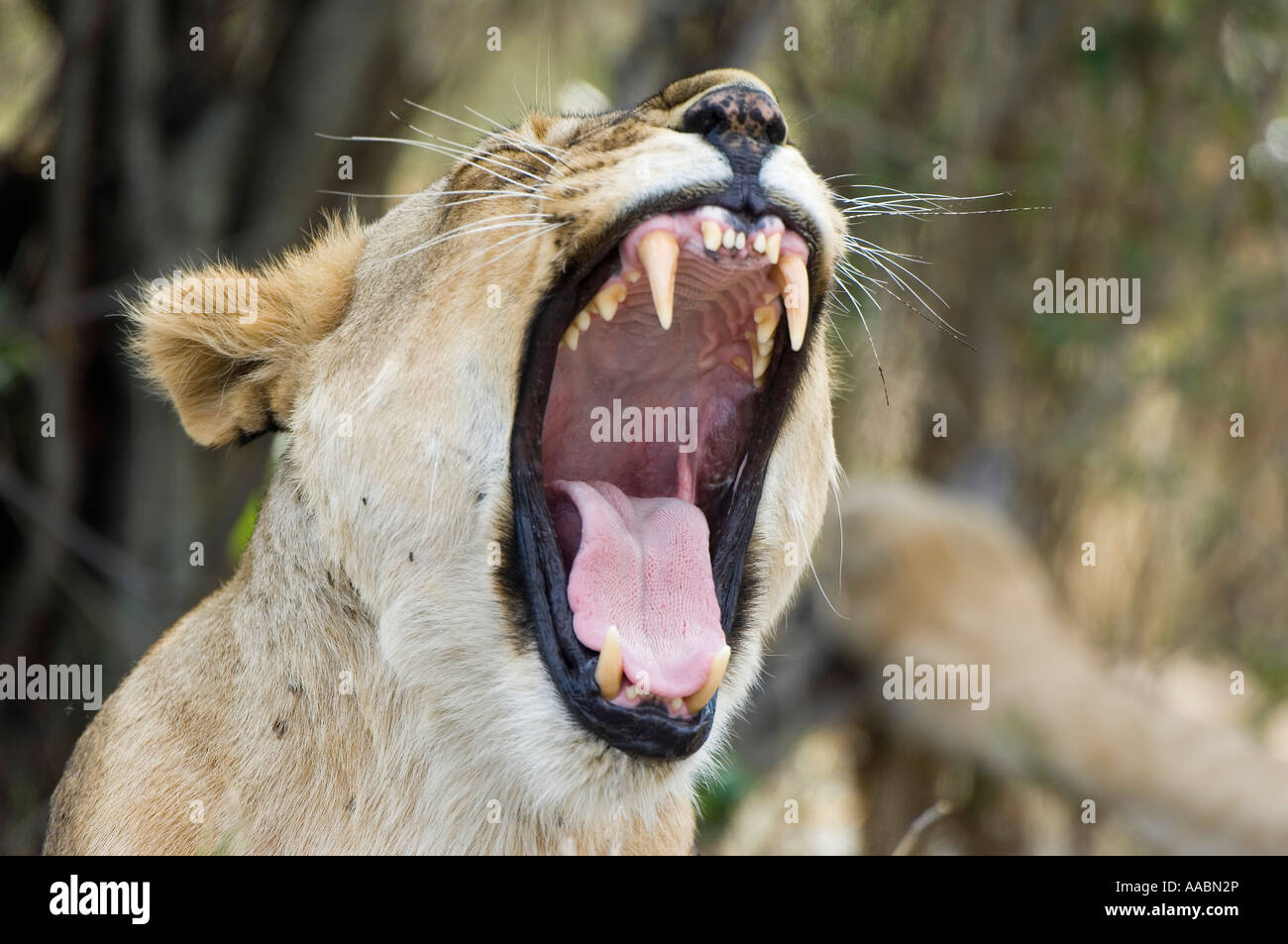 Lion Panthera leo lioness yawning Masai Mara national park Kenya Africa ...