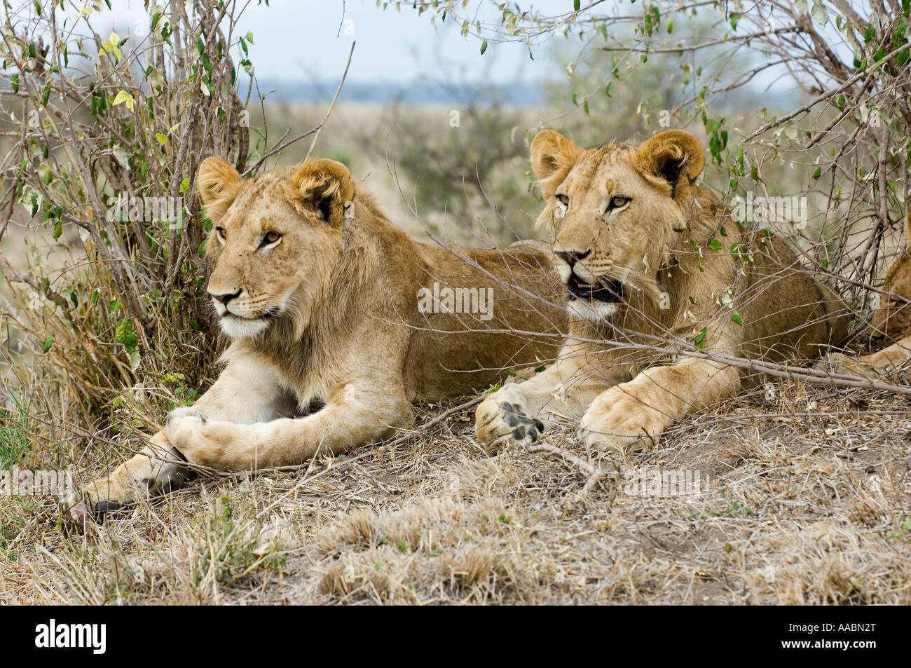 Young male lions Panthera leo Masai Mara Kenya Stock Photo - Alamy
