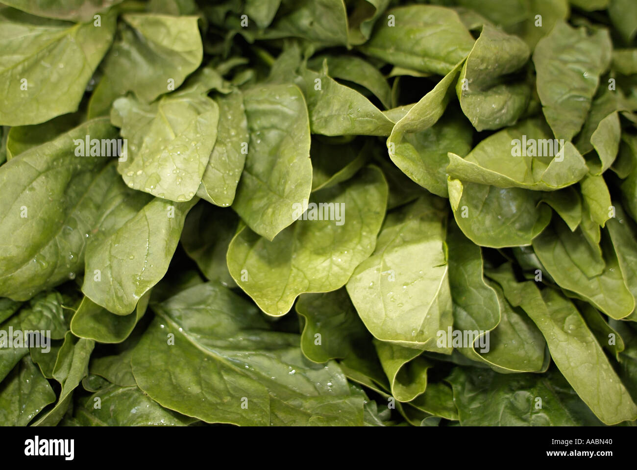 Spinach Leaves Stock Photo