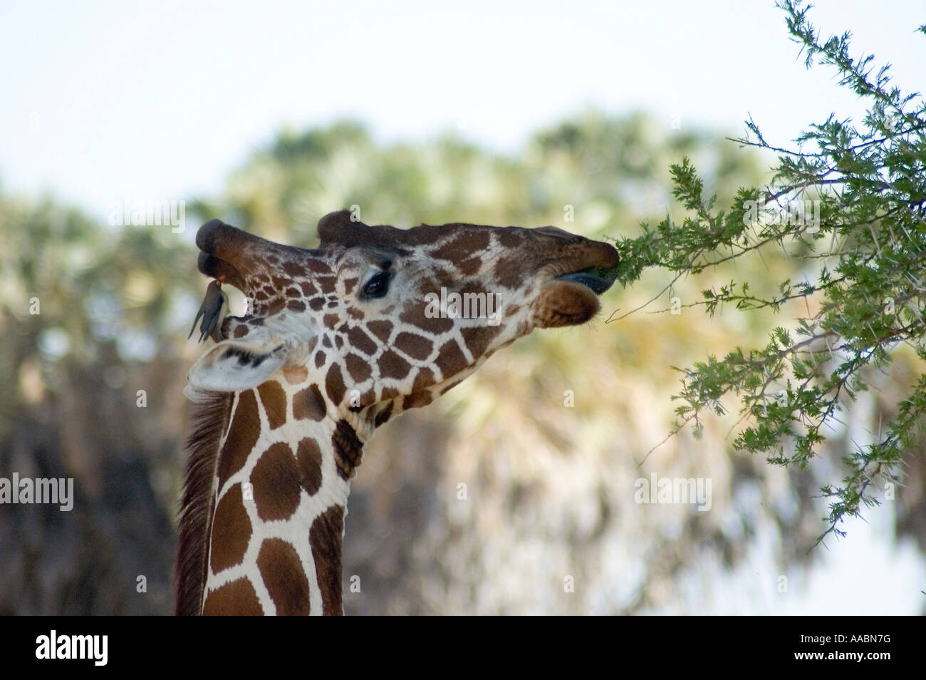 Reticulated giraffe extending tongue and neck to reach acacia branch Giraffa camelopardalis reticulata Samburu Kenya Africa Stock Photo