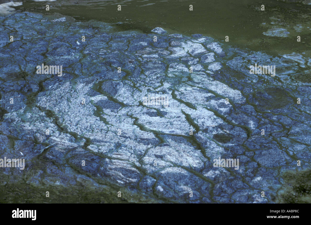 Blue green Algae bloom on Blagdon Lake Somerset make swimming dangerous in these toxic conditions Stock Photo