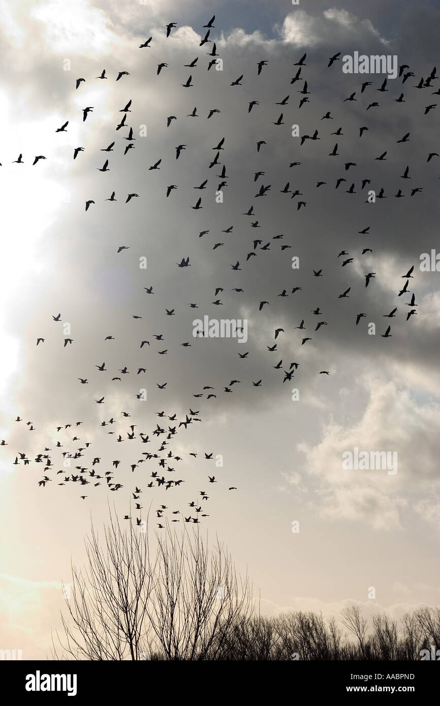 birds at the sky Stock Photo