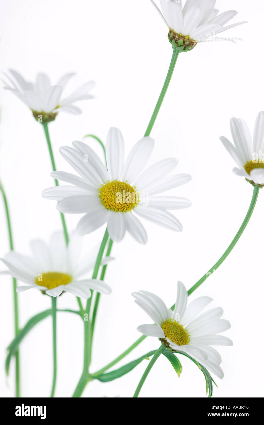 White Marguerite Argyranthemum flowers Stock Photo