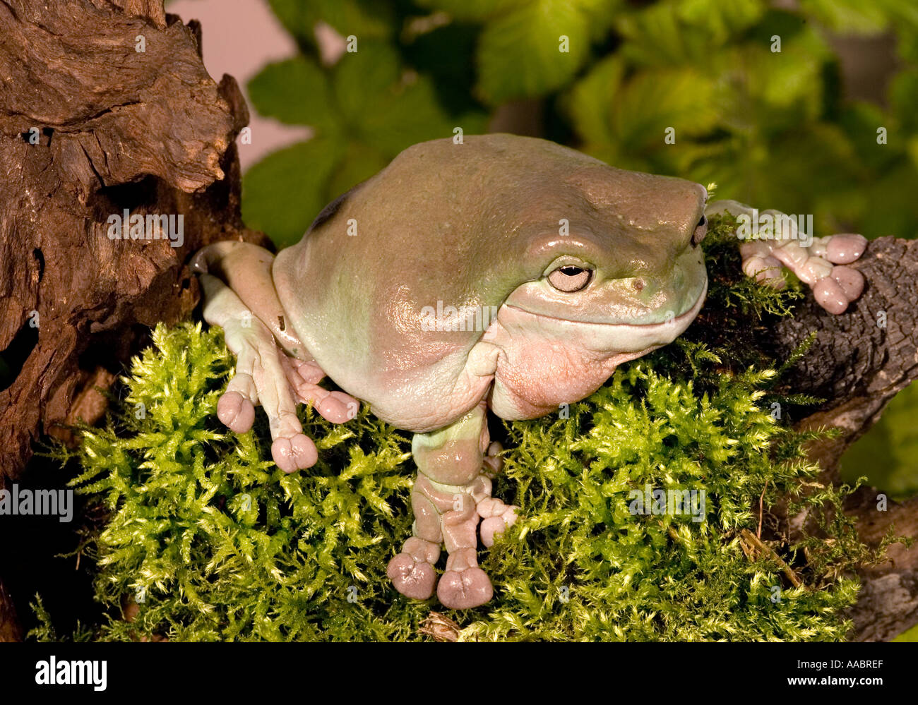 Labed Tree Frog Whites Tree Frog Litoria caerulea Stock Photo - Alamy