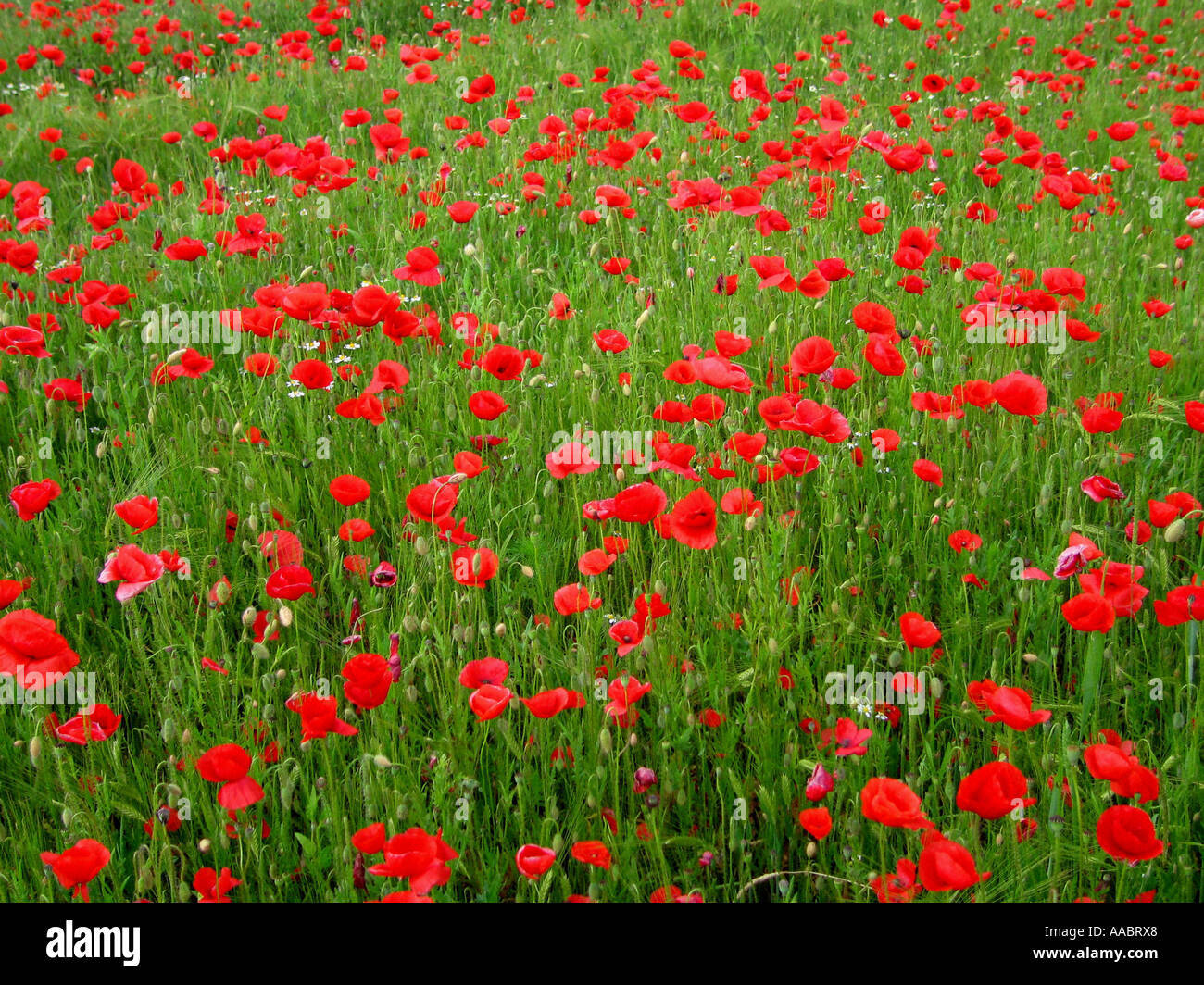 red poppy seed field Stock Photo Alamy