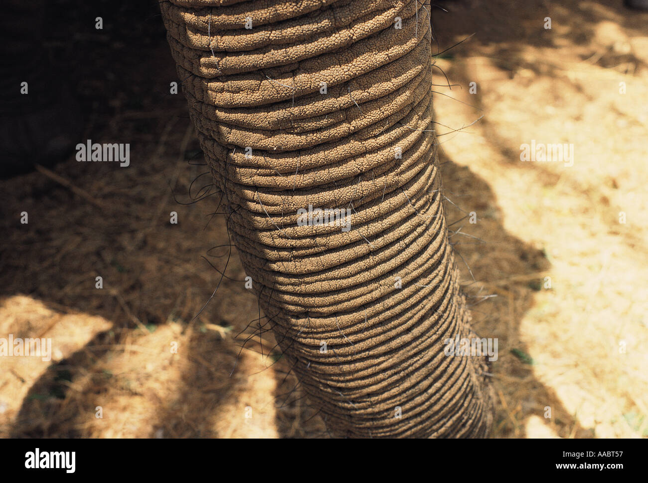 Close up of elephant s trunk showing tactile hairs Kenya East Africa Stock Photo