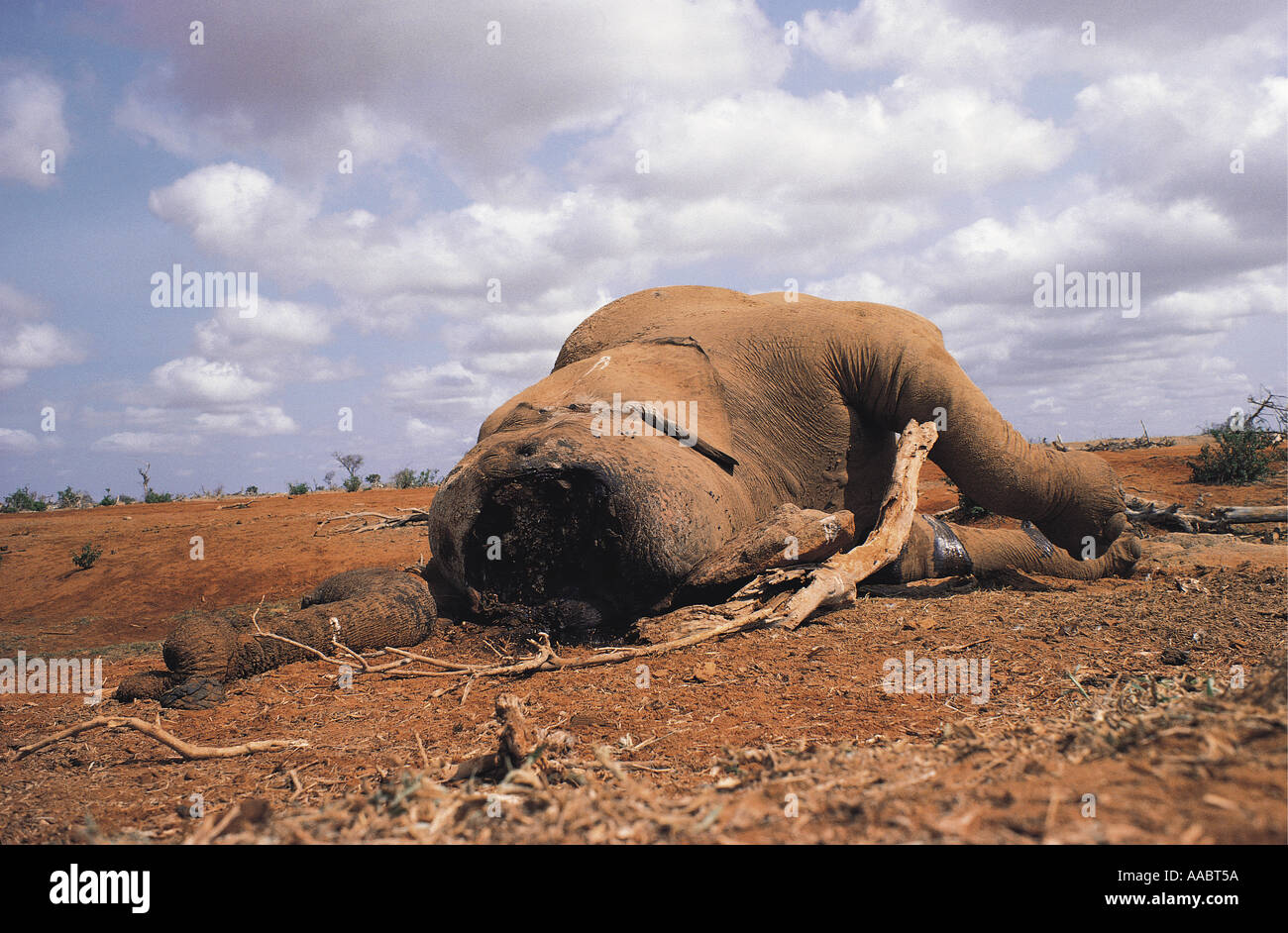 Dead elephant killed by poachers Stock Photo