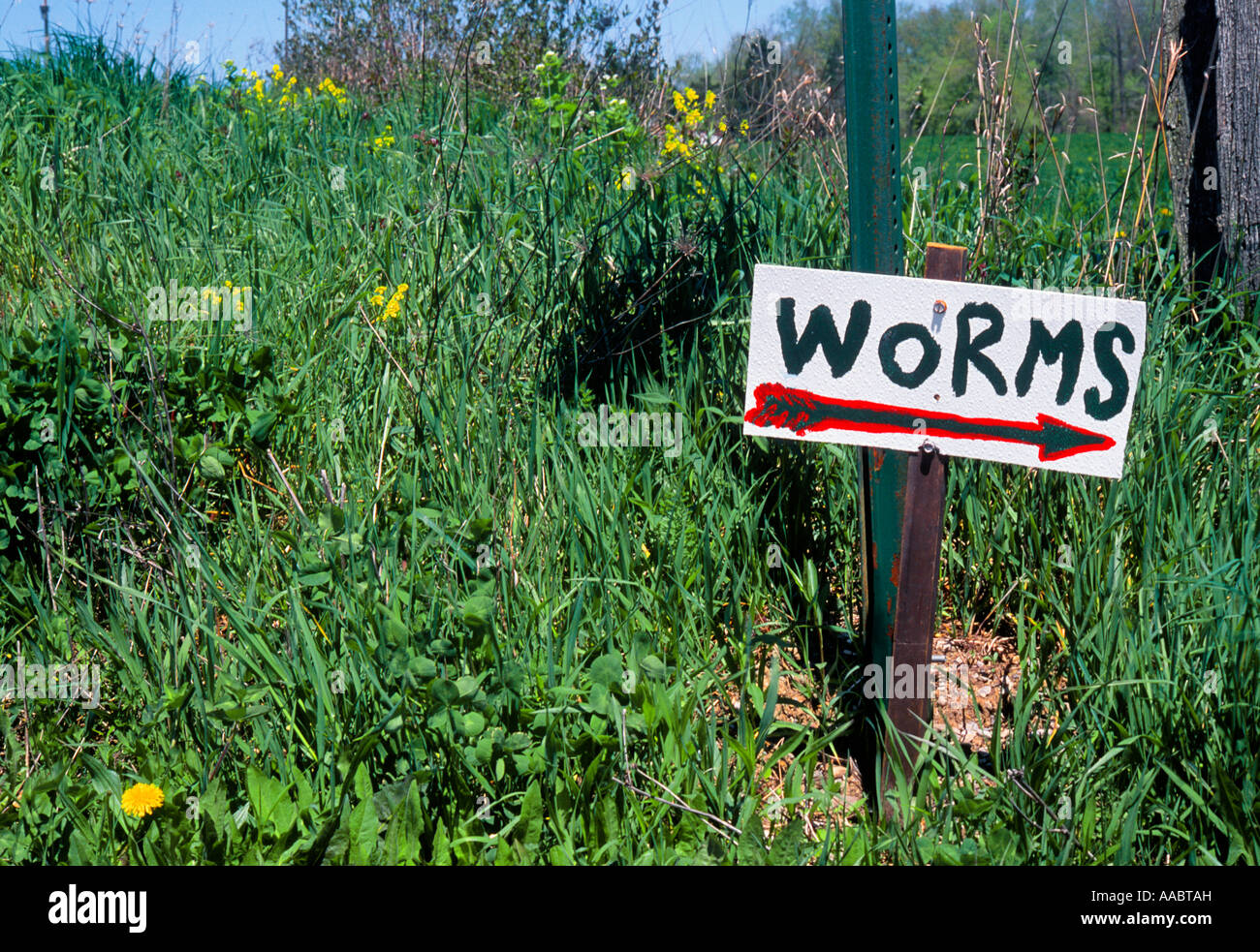 Fishing bait. Worms for sale sign. Hand painted sign for fishing tackle  worms. Deserted country road Stock Photo - Alamy