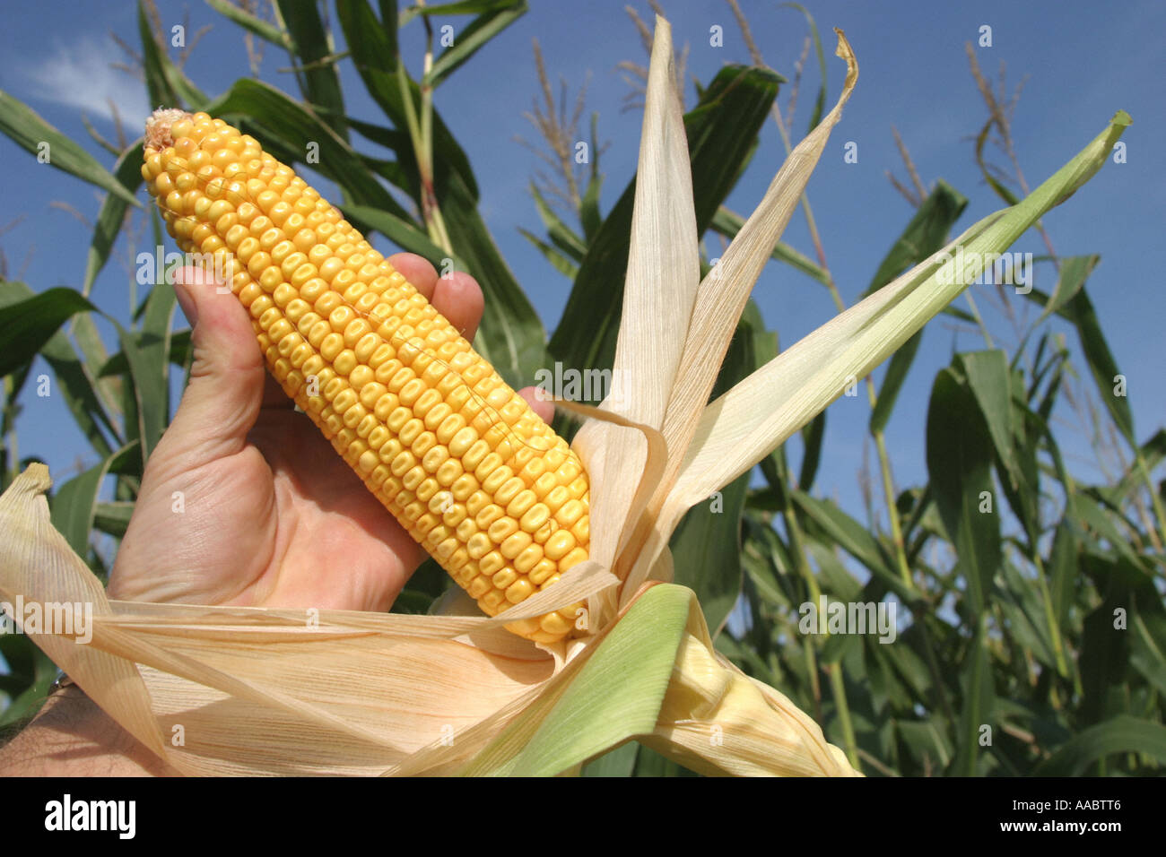 corn cob Stock Photo Alamy