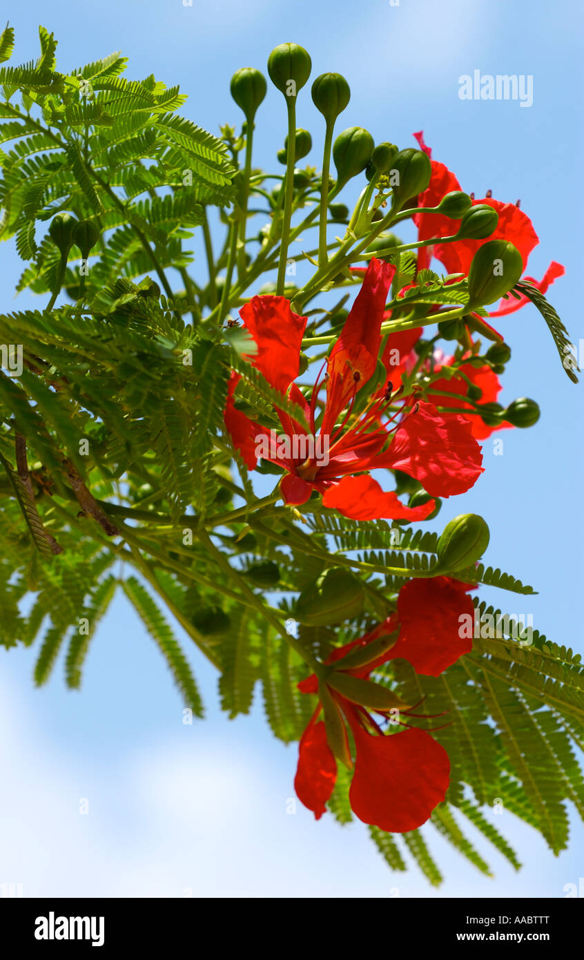 Flowering red Caesalpinia, Guadeloupe FR Stock Photo