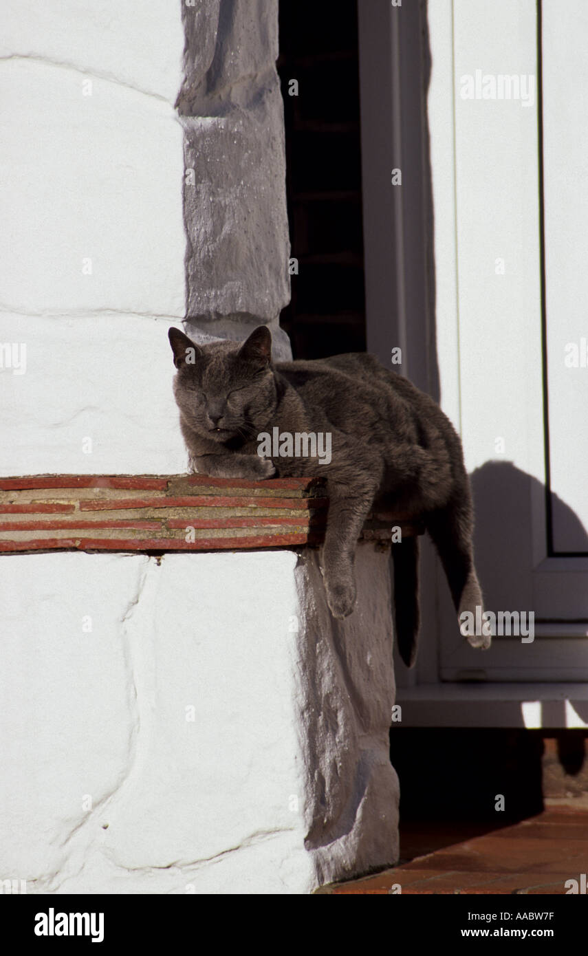 A Grey cat lying / sleeping in a porch Stock Photo - Alamy