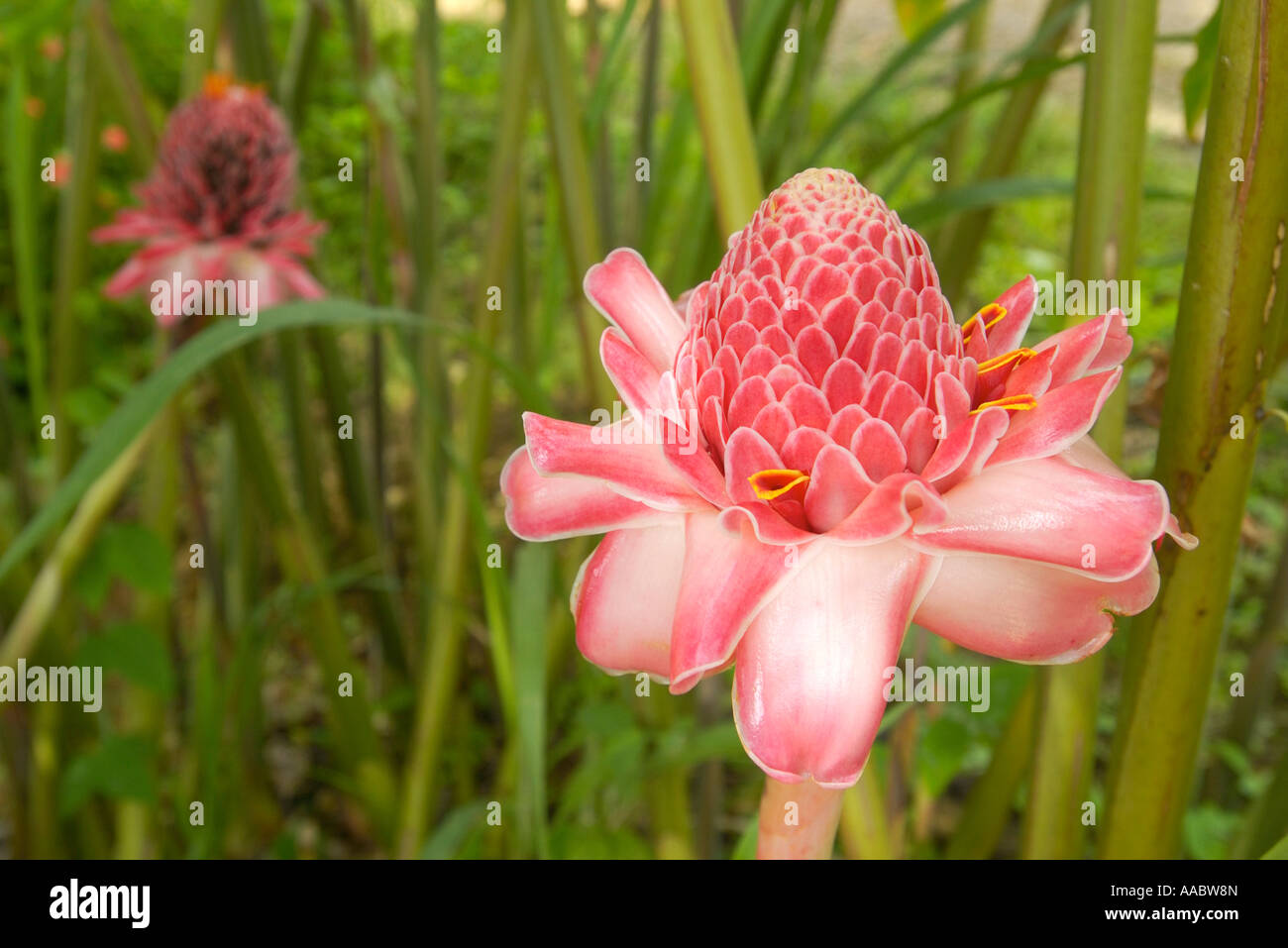 Flowers of pink ginger (Etlingera elatior), Guadeloupe FR Stock Photo