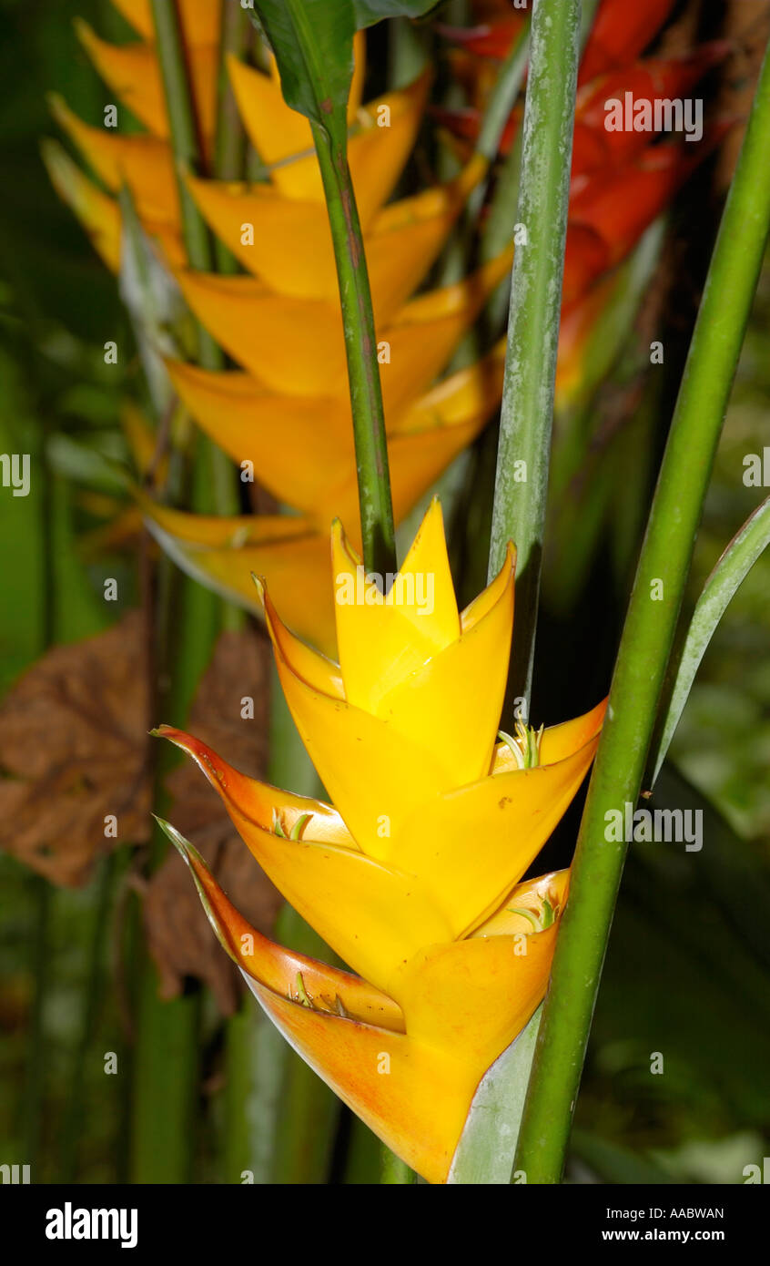Heliconia Musaceae, Guadeloupe FR Stock Photo