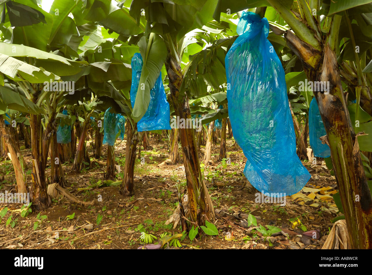 A banana plantation in Basse-Terre, Guadeloupe FR Stock Photo