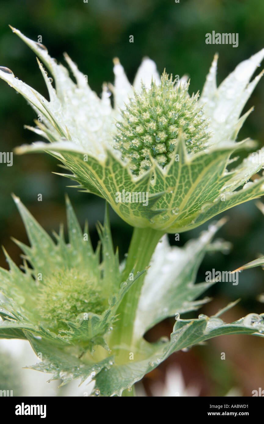 Eryngium giganteum Miss Willmotts Ghost Stock Photo Alamy