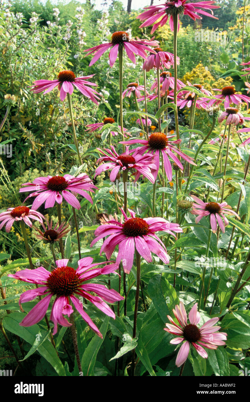 Echinacea root hires stock photography and images Alamy