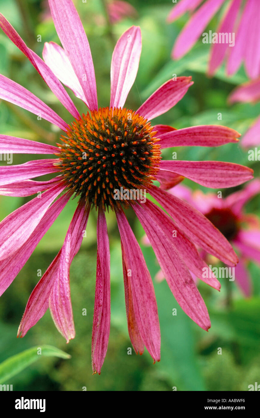 Echinacea root hires stock photography and images Alamy
