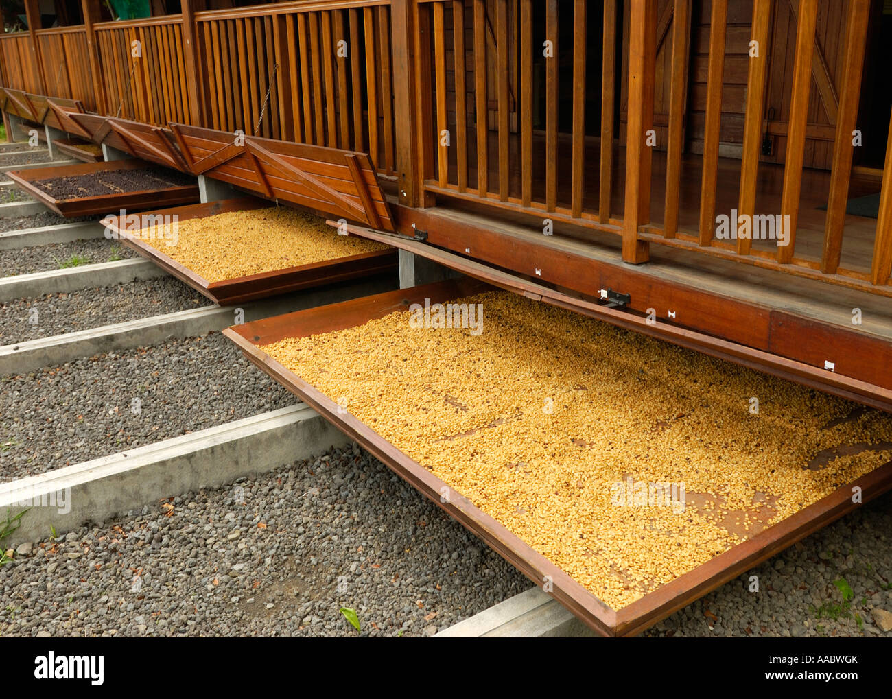 The dry processing of coffee beans, Guadeloupe FR Stock Photo