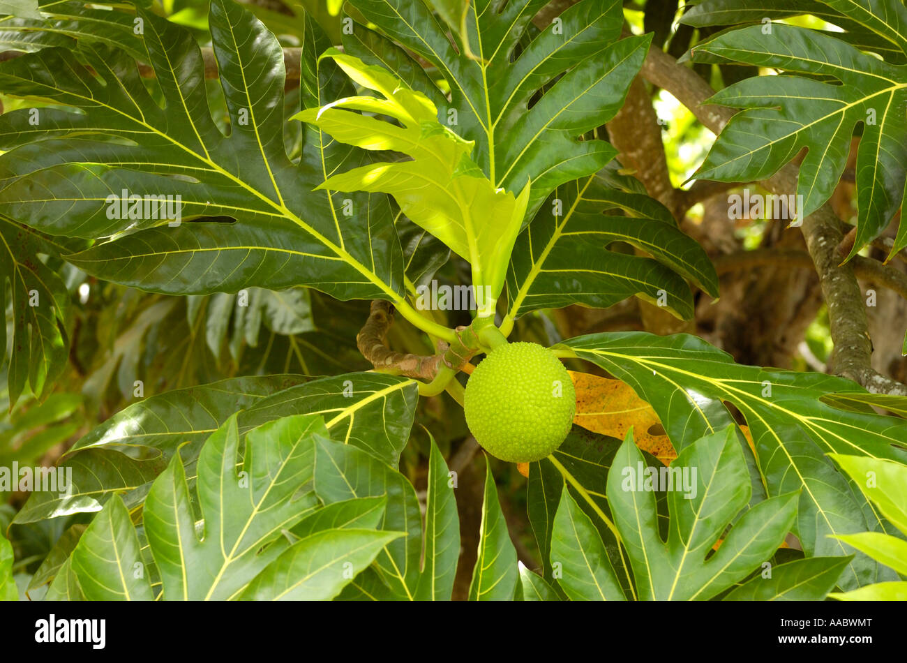Leaves and blossom in green, Guadeloupe FR Stock Photo