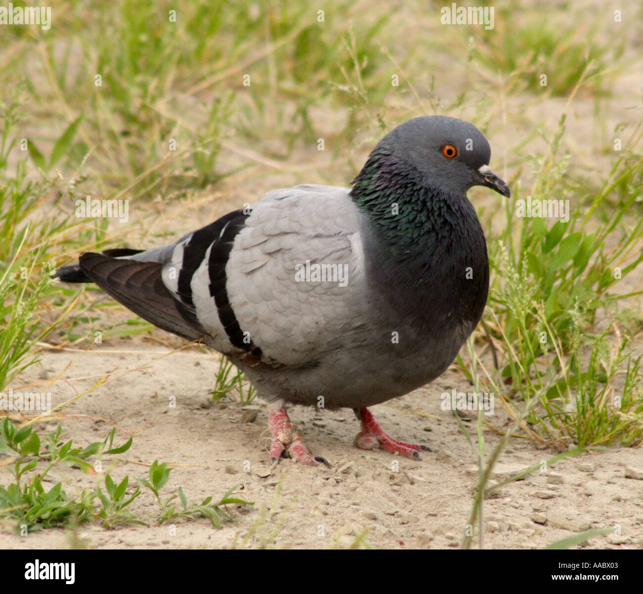 [Image: pidgeon-AABX03.jpg]
