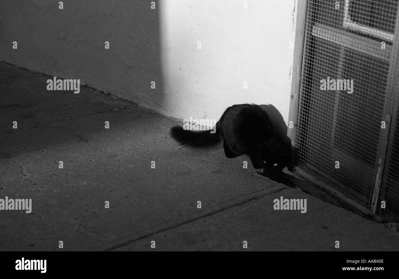 A black cat on a street of Quebec City Canada Black and white photography Stock Photo