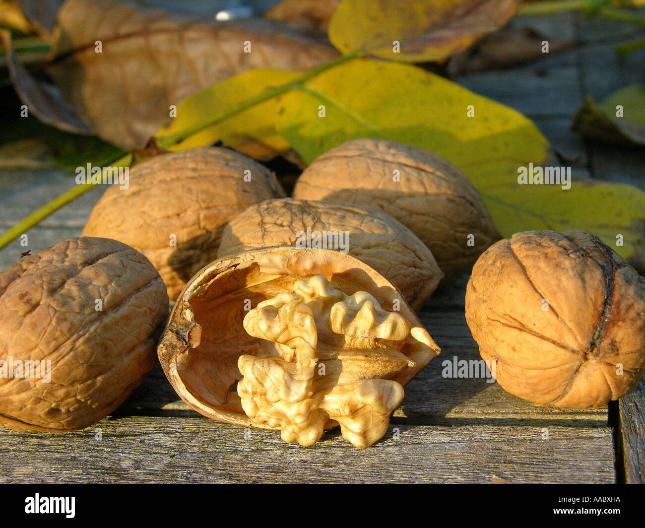 walnuts Stock Photo