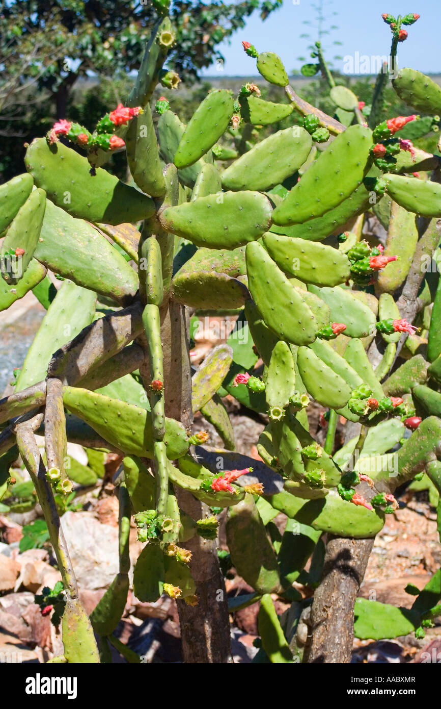 Prickly pear cacti Thorns Stock Photo Alamy